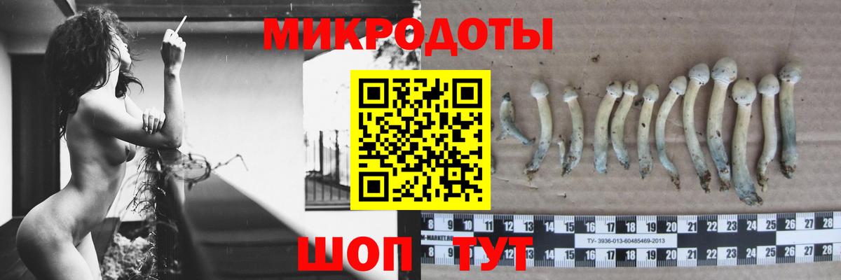 Галлюциногенные грибы Psilocybine cubensis Славянск-на-Кубани